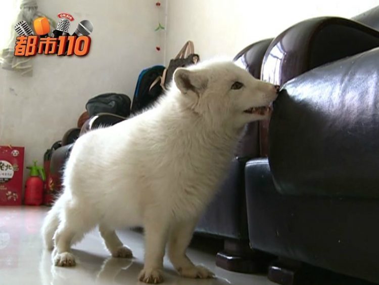 Nah lho, ini anjing tapi kok mirip rubah ya? © iqiyi.com