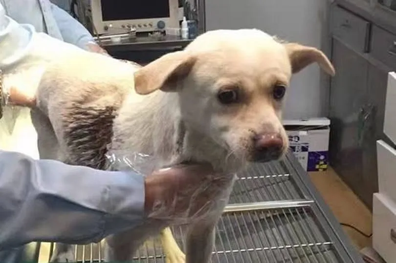 Anjing Tersebut Mendapatkan Perawatan Medis © Mirror