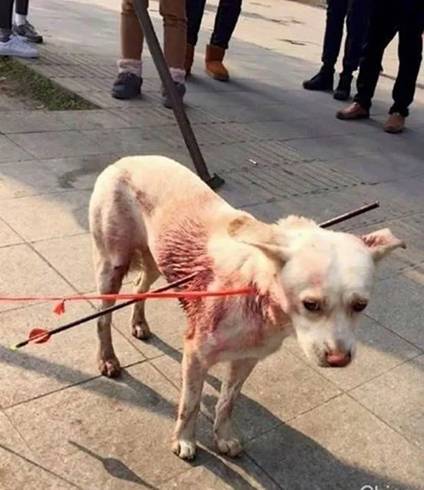 Anjing Yang Terkena Panah © Mirror