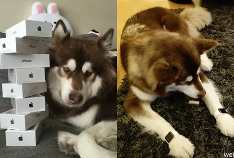 Coco, si anjing yang mungkin paling beruntung © via koreaboo.com