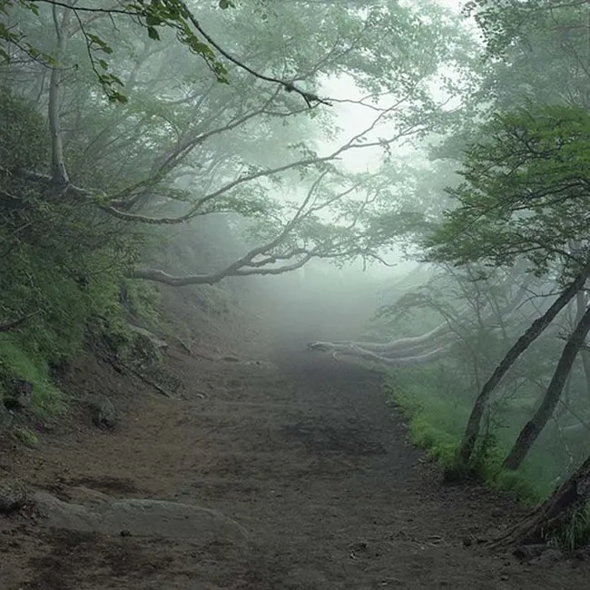 Hutan Aokigahara yang dipercaya sebagai tempat tinggal Yurei atau roh amarah/©viralnova