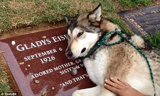 Video Bikin Terharu Anjing Ini Menangis Di Atas Makam Tuannya