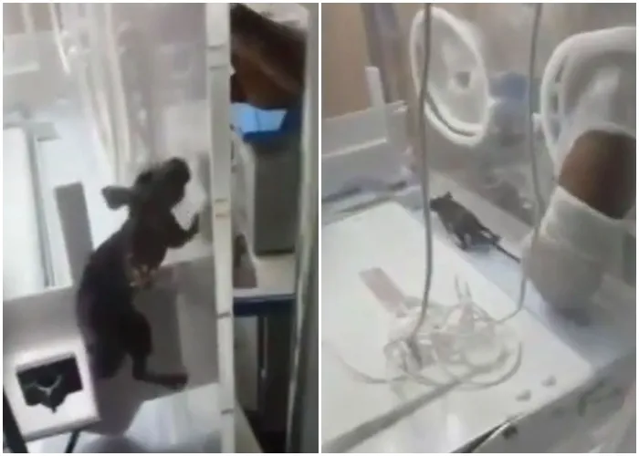 Bayi Dalam Inkubator Digigit Tikus, Rumah Sakit Mengelak 