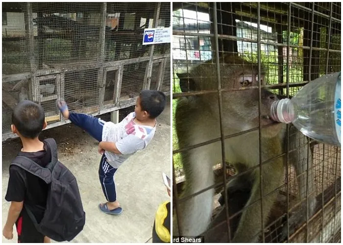 Hewan Diberi Air Campur Urin Kebun Binatang Ini Harusnya Ditutup