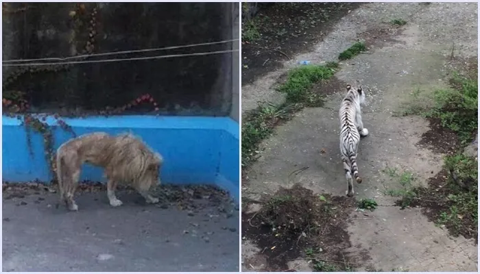 4600 Koleksi Gambar Hewan Sedang Sedih HD