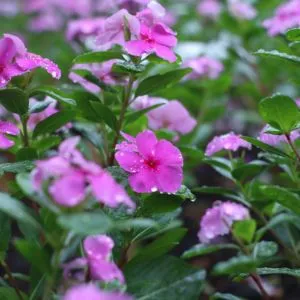 Daun Tapak Dara (credit: pixabay/weraya53)