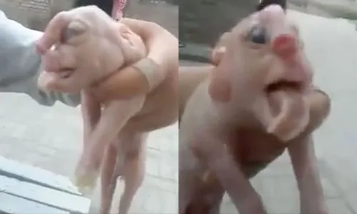64 Gambar Babi Berwajah Manusia HD 64 Gambar Babi Berwajah Manusia HD