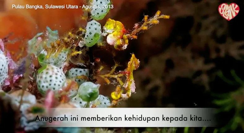 @foto: Youtube Savebangka