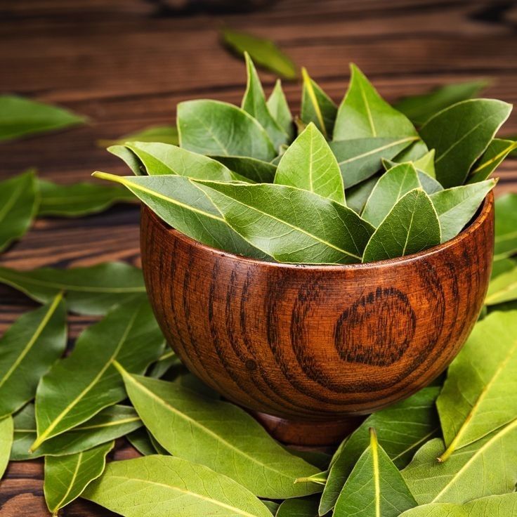 Illustration of Bay Leaves (Source: Pinterset/Caroline Nyambura)