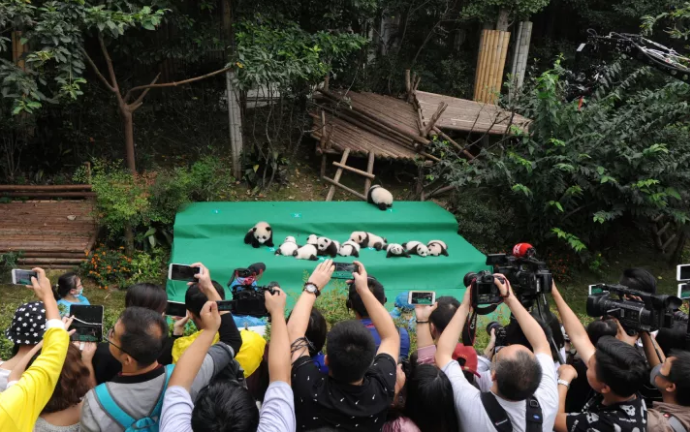 Bayi-bayi panda raksasa dipamerkan ke publik untuk pertama kalinya © buzzfeed.com