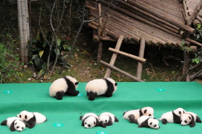 Giant Panda tercatat sebagai hewan yang terancam punah di Cina © buzzfeed.com 