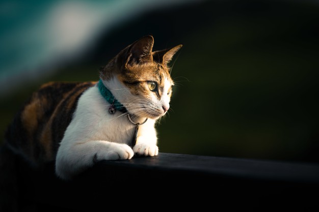 54 Kata-Kata Tentang Kucing Menyentuh Hati, Penuh Makna Mendalam 