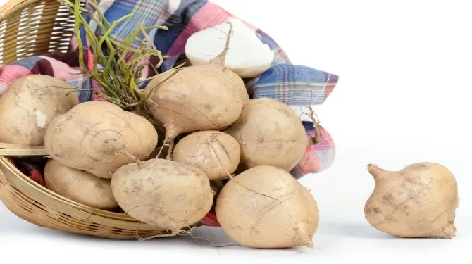 Ilustrasi Buah Bengkuang (cr:Shutterstock)