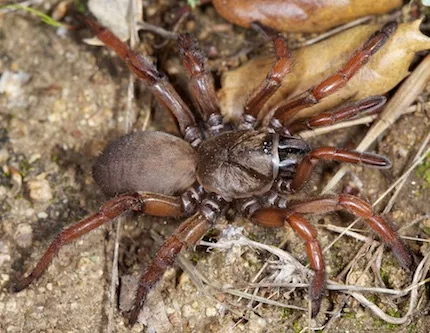 Laba-Laba Bonoi @ nationalparkstraveler.com