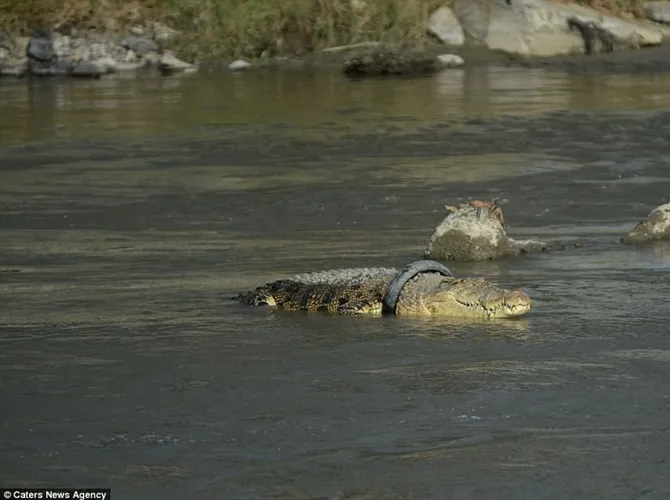 Buaya jenis siam yang berada di Palu ini kesulitan untuk bernafas dan bergerak. Courtesy: Carters News Agency