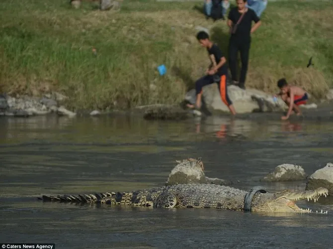 Meski sudah dipancing, buaya tersebut tak mau menuju ke daratan. Courtesy: Carters News Agency