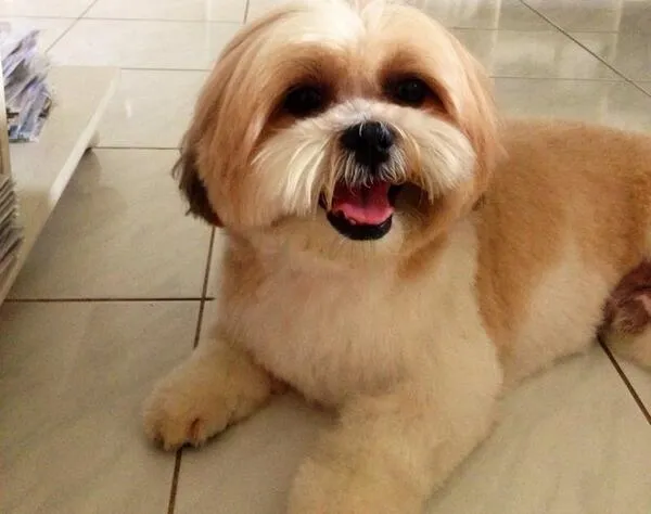 Anjing Sophia Mueller yang hilang @ twitter.com/SophiaLatjuba