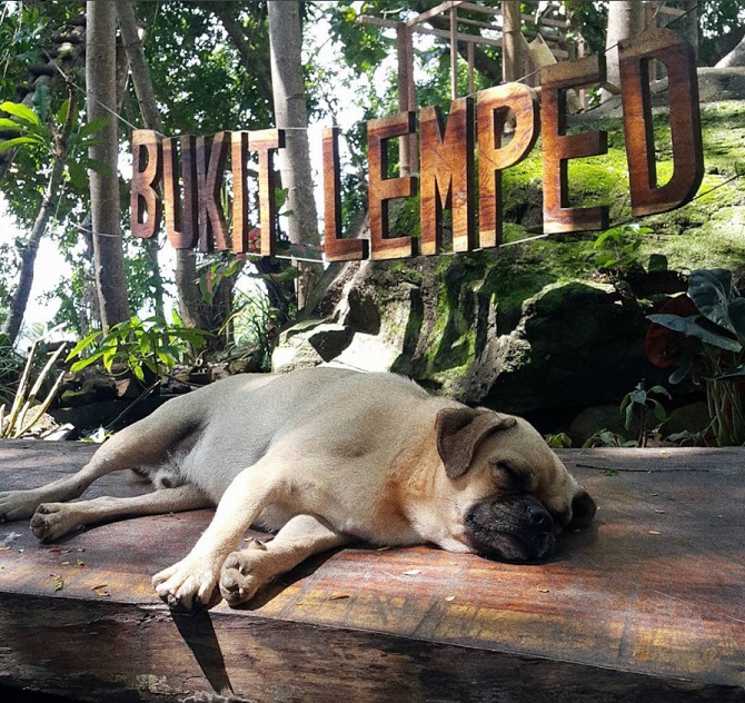 Rumah pohon Bukit Lemped menyuguhkan keindahan yang menarik (credit : instagram.com/rumah_pohon_bukit_lemped)