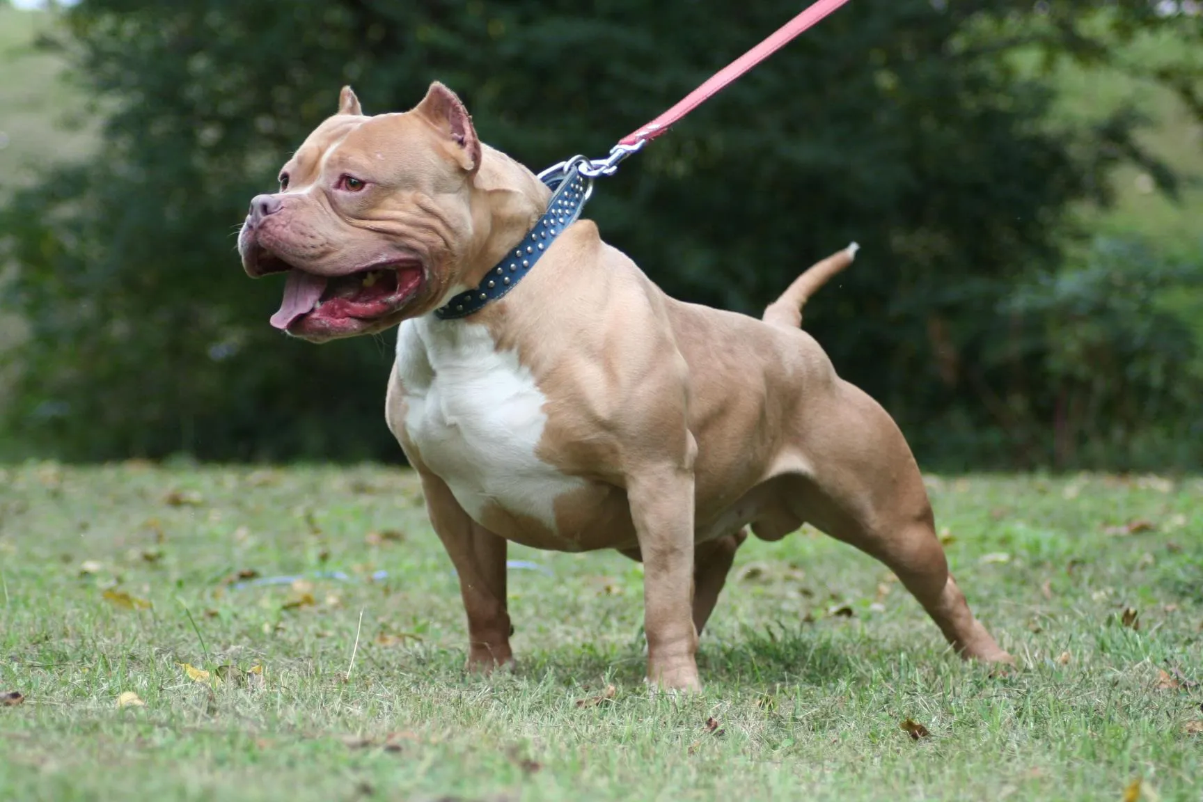 Serba Serbi Pitbull Sering Dianggap Jahat Karena Suka Menyerang