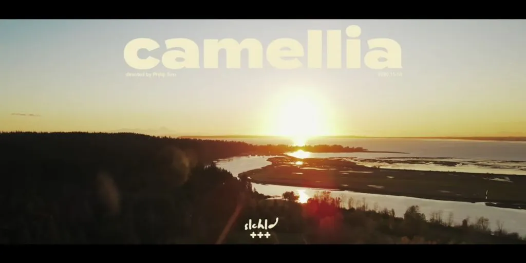 slchld - camellia
