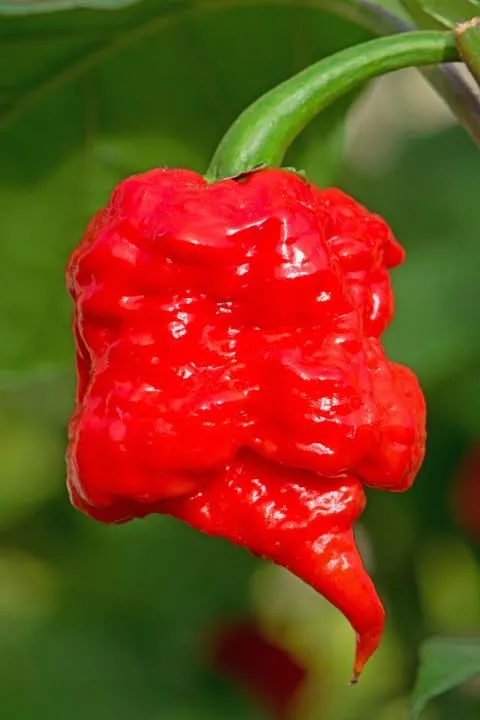 Foto: Pinterest/theguardian