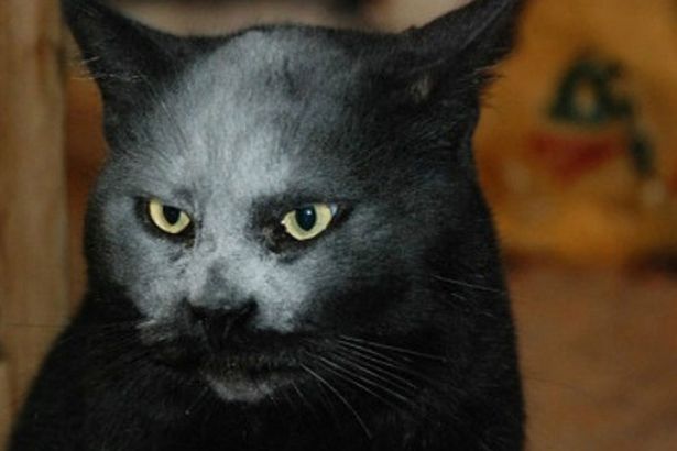 Gambar Hewan Kucing Hitam Putih - Kumpulan Montase, Kolase dan Mozaik