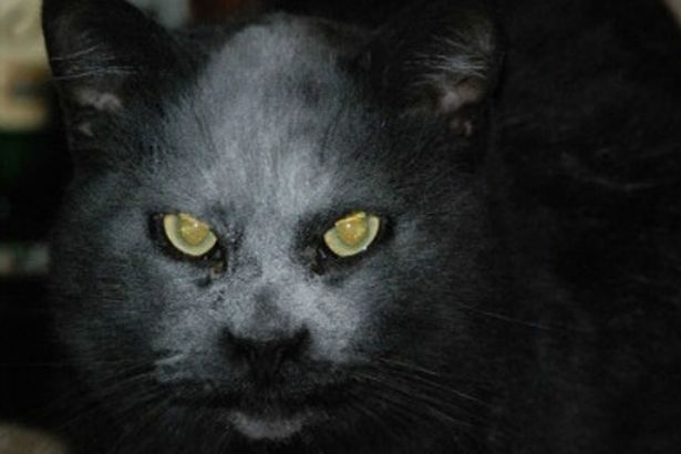 Seperti Iblis Bulu Wajah Kucing Hitam Ini Putih Menyeramkan