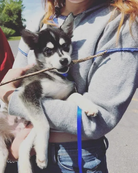 Sofie Turner dan Joe Jonas adopsi anjing baru Š Instagram.com/sophiet