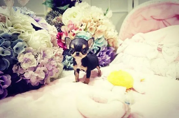 Chihuahua Baru Milik Paris © Instagram