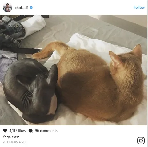 Foto kucing yang bikin netizens kepo © instagram.comchoiza11