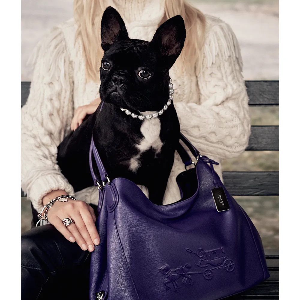 Asia, anjing Lady Gaga jadi model tas bermerek © Coach