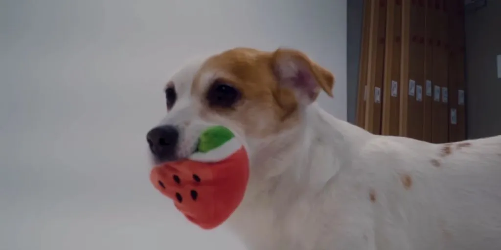 Colde, Crush - Your Dog Loves You