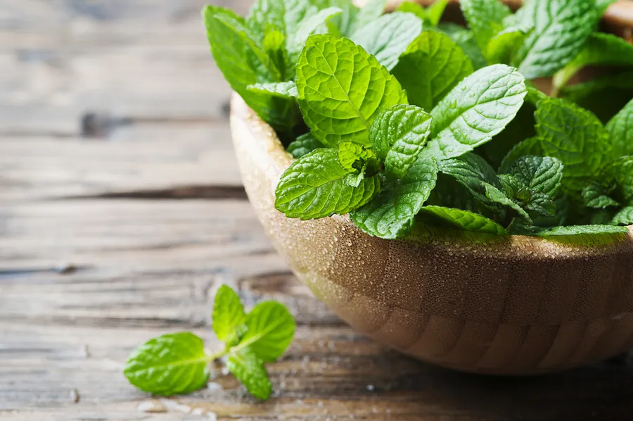Ilustrasi daun mint (Credit: Shutterstock)