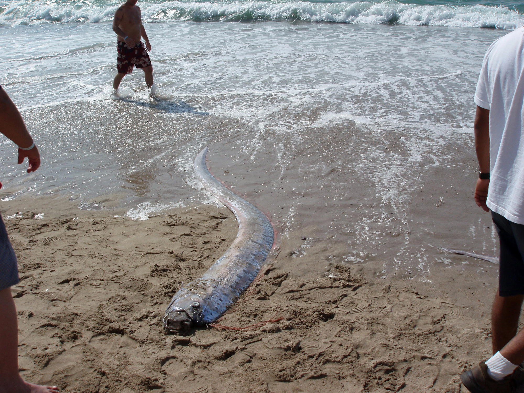 Oarfish. (Ericbvd/DepositPhotos.com)