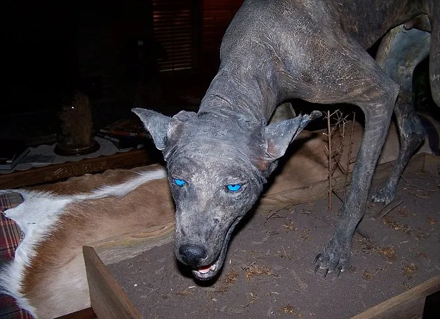 Chupacabra @ dailymail.co.uk