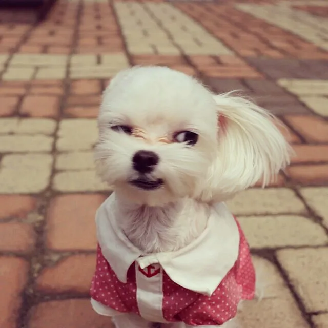 Prince Anjing Tiffany