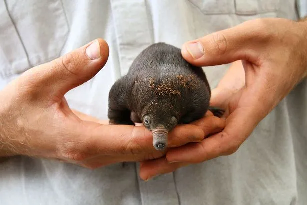 Bayi Echidna yang baru lahir di Sydney © mirror.co.uk