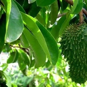 Effective and Quick, Here's How to Boil Soursop Leaves to Lower Cholesterol