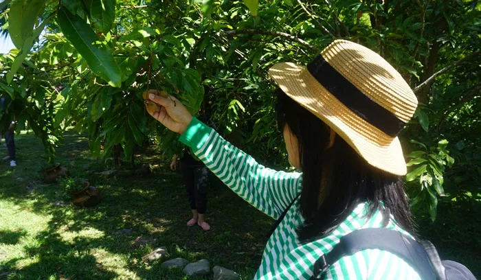 Petik buah sendiri di kebun sebelah restoran. KapanLagi.com/Boo