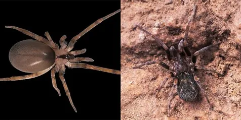 Inilah laba-laba Filistata maguirei (kiri) dan Pritha garfieldi © Ali Mohajeran