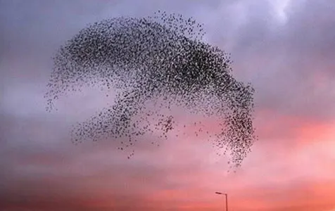 Yuk Lihat Formasi Formasi Cantik Burung Di Udara Plus Kapanlagi Com