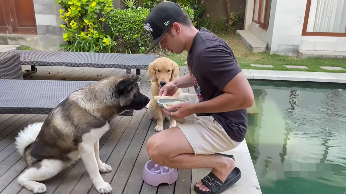 Memberi Makan Anjing Kesayangan