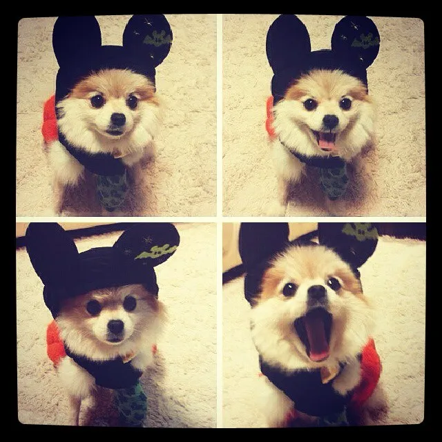 Hani Anjing Yuri