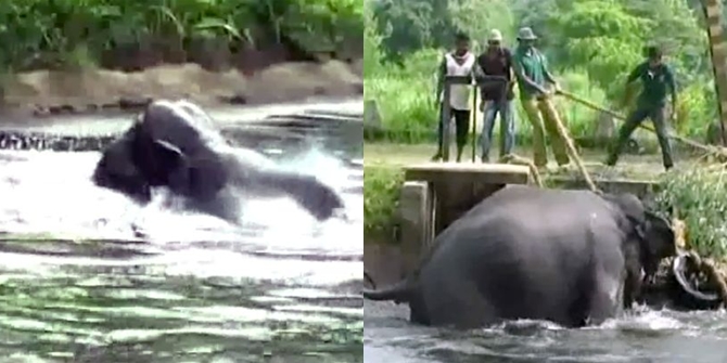 Warga pun bahu-membahu menyelamatkan gajah yang terjebak di kanal © Caters News Agency