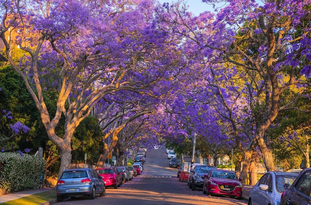 Ilustrasi: Jacaranda di Seluruh Sydney