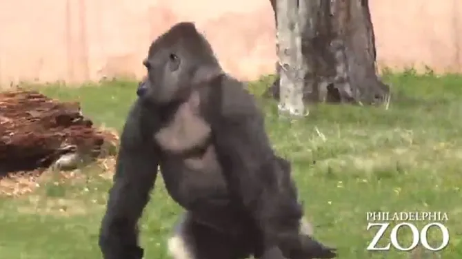 Gorila berjalan layaknya manusia (credit: liputan6.com)