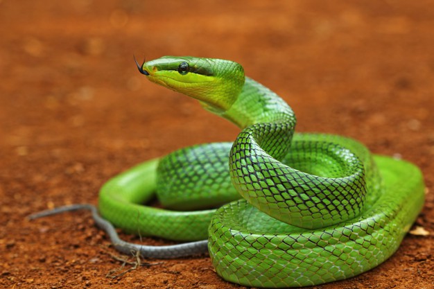 Dream Interpretation of Green Snake in Islam