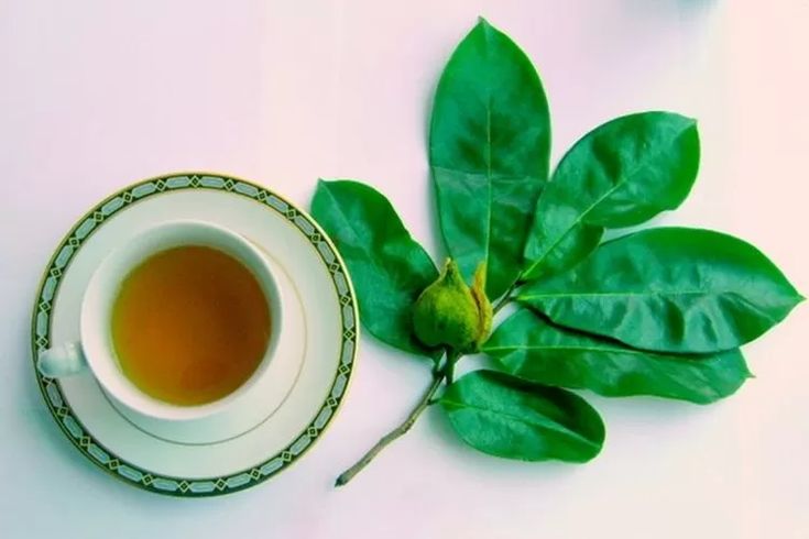 Soursop Leaves. (photo: Pinterest/JawaPos).