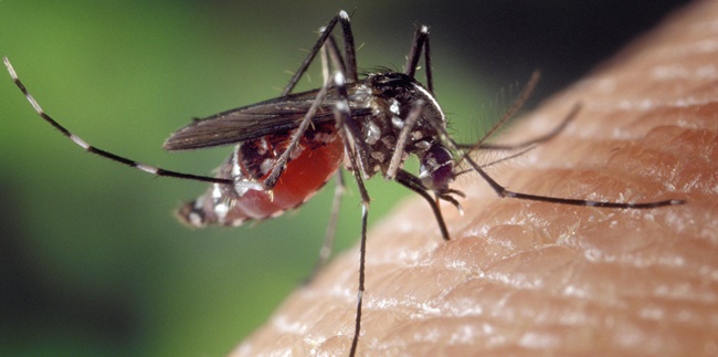 10 Signs of Dengue Fever Not Only Red Spots, Beware of Other Symptoms and Treatments