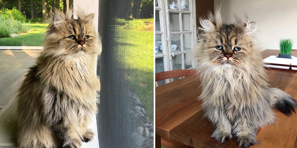 10 Photos of Persian Cat Named Barnaby, Perfectly Representing Your Morning Laziness